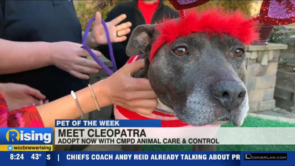 Pet Of The Week: Meet Cleopatra!