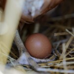 Egg Prices Sticker Shock