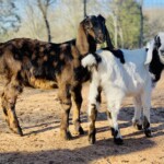 Crandall Bowles Childrens Farm 3