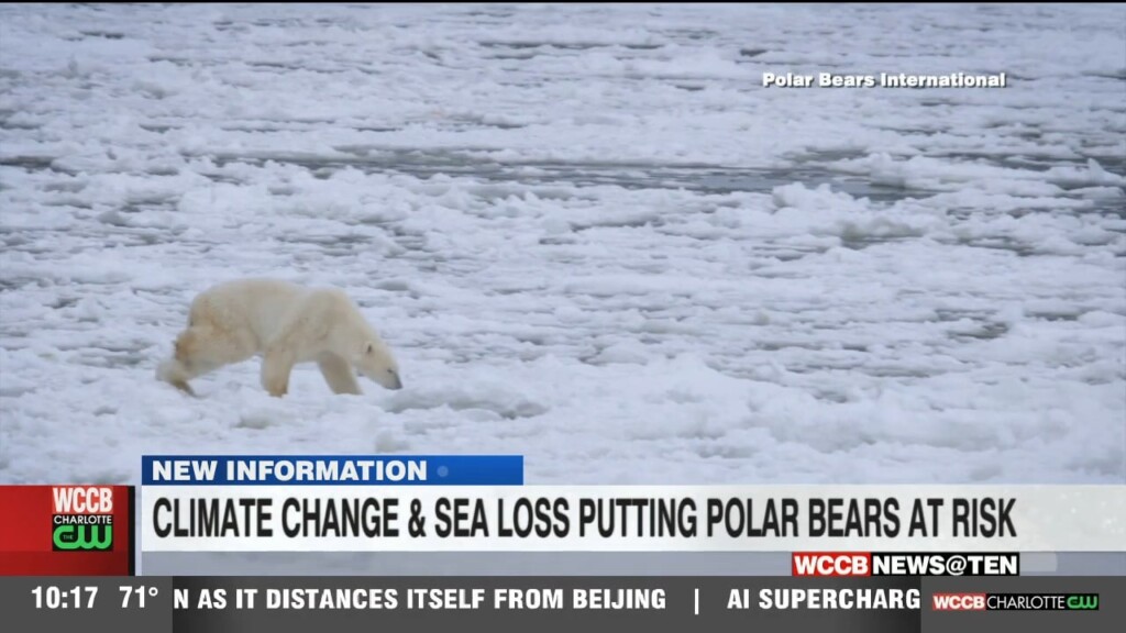 Climate Change: Sea Ice Melt Is Threatening Polar Bears