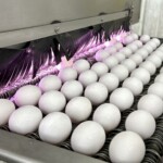 Egg Prices Sticker Shock