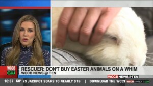 Don't Buy Easter Animals On A Whim