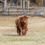 Crandall Bowles Childrens Farm 2 1