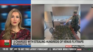 600 Venus Fly Traps Stolen