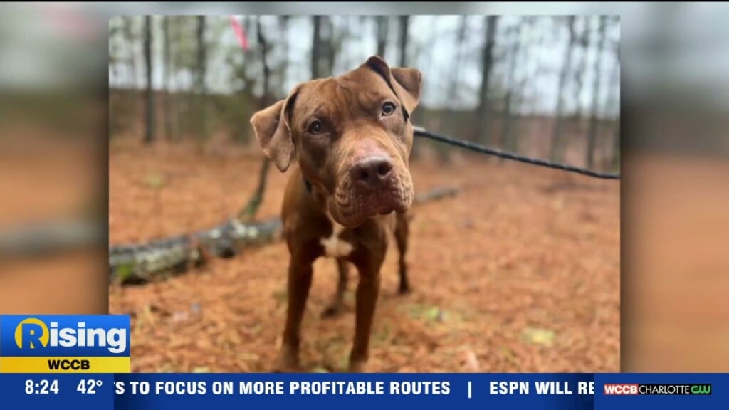 Pet Of The Week
