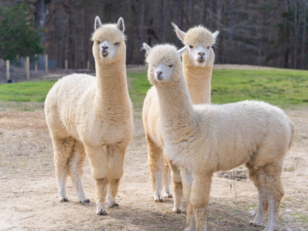 Crandall Bowles Childrens Farm 1