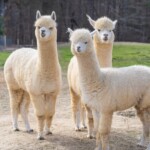 Crandall Bowles Childrens Farm 1