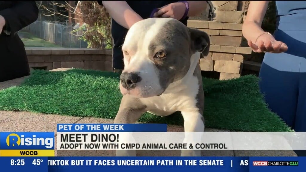Pet Of The Week