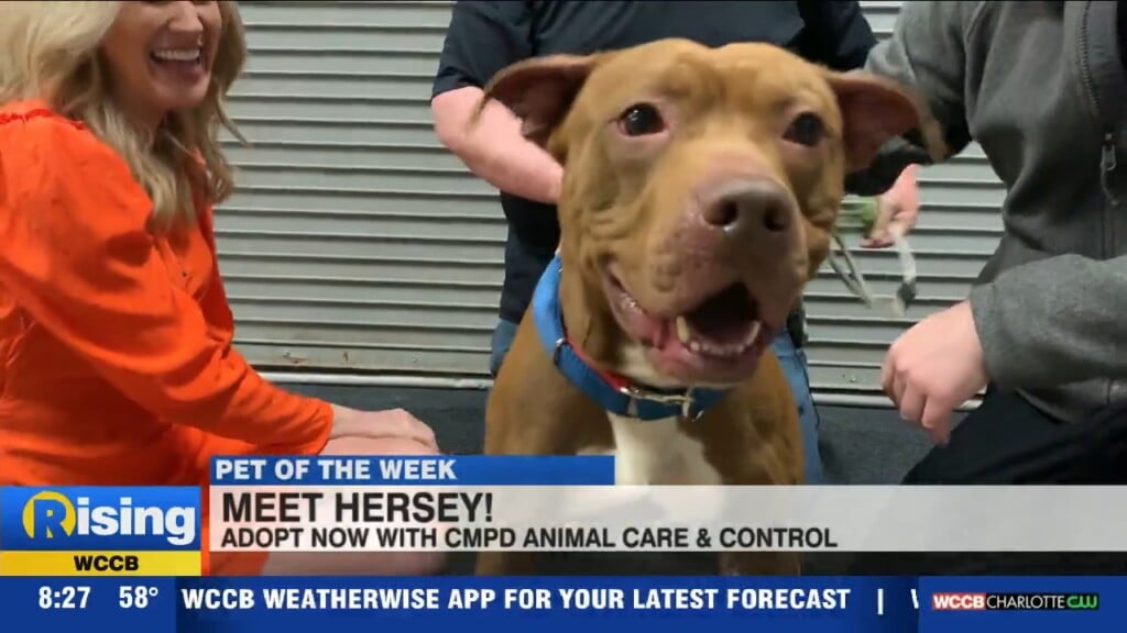 Pet Of The Week