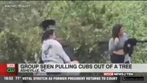 Group Pull Bear Cubs Off A Tree