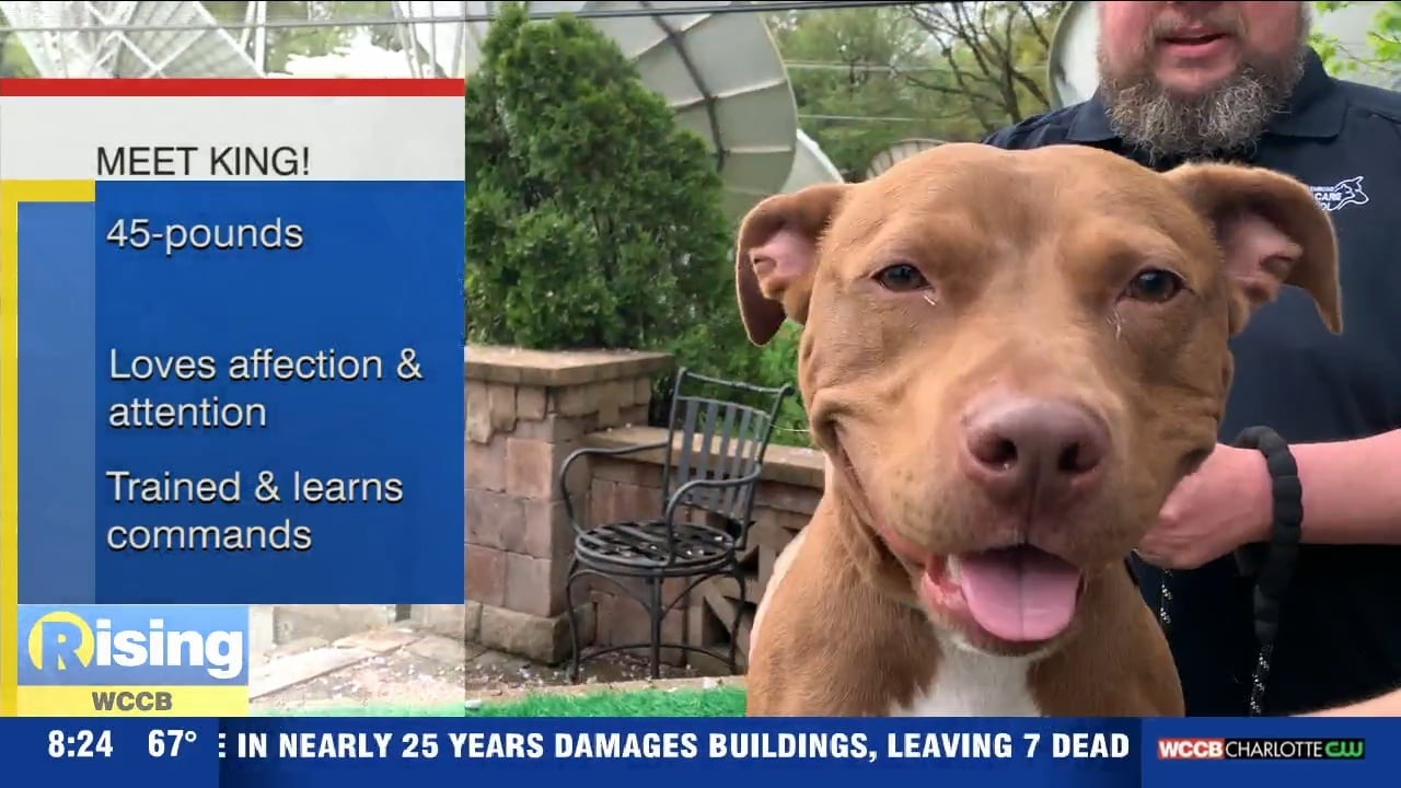 Pet of the Week - WCCB Charlotte's CW