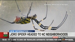 Large, Invasive Spider Migrating To Charlotte
