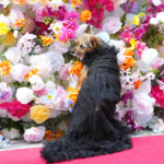 The Pet Gala 2024