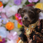 The Pet Gala 2024