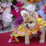 The Pet Gala 2024