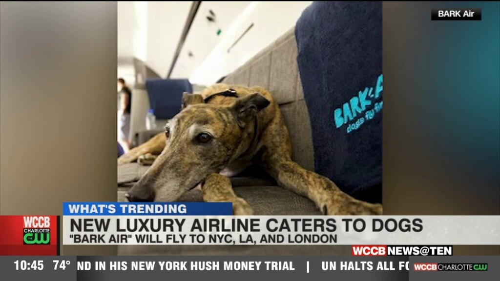 New Luxury Airline Caters To Dogs