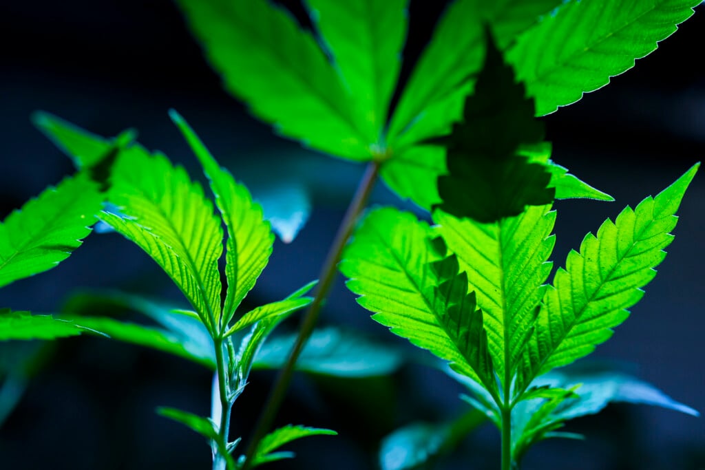 Reclassifying Marijuana