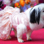 The Pet Gala 2024