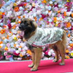 The Pet Gala 2024