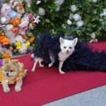 The Pet Gala 2024