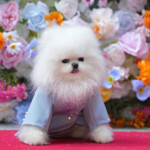 Aptopix The Pet Gala 2024