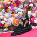 Aptopix The Pet Gala 2024