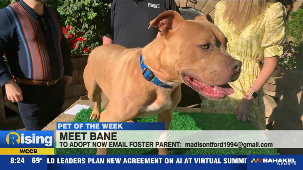 Pet Of The Week