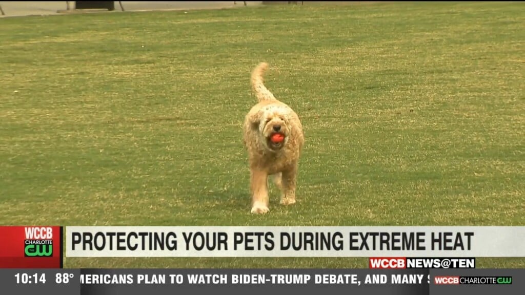 Protecting Your Pets In Extreme Heat