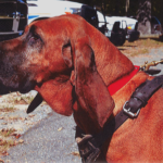 K9 Bloodhound Fred