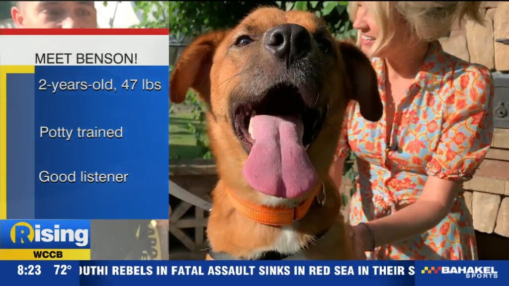 Pet Of The Week