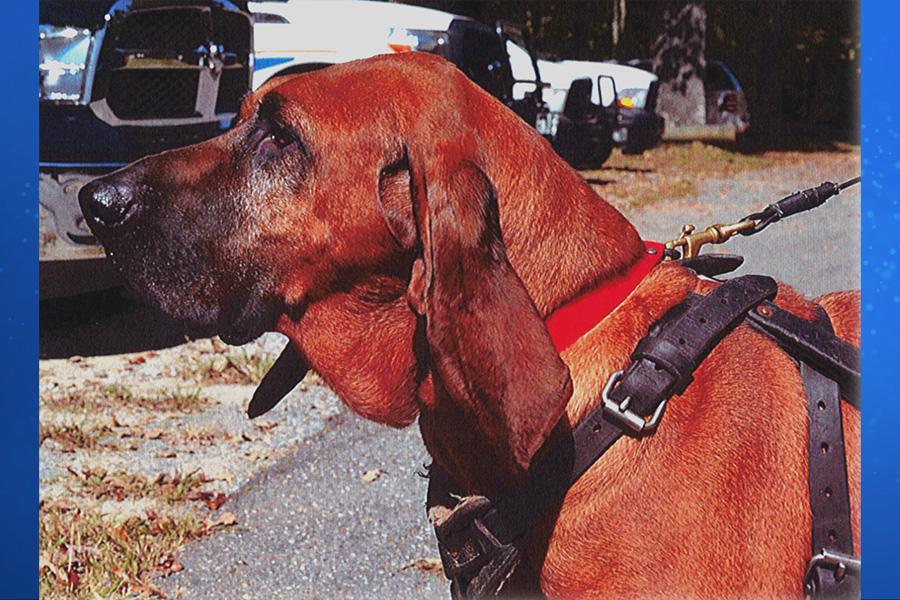 K9 Bloodhound