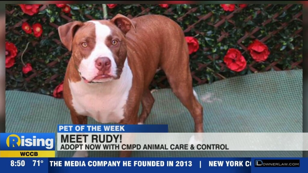 Pet Of The Week