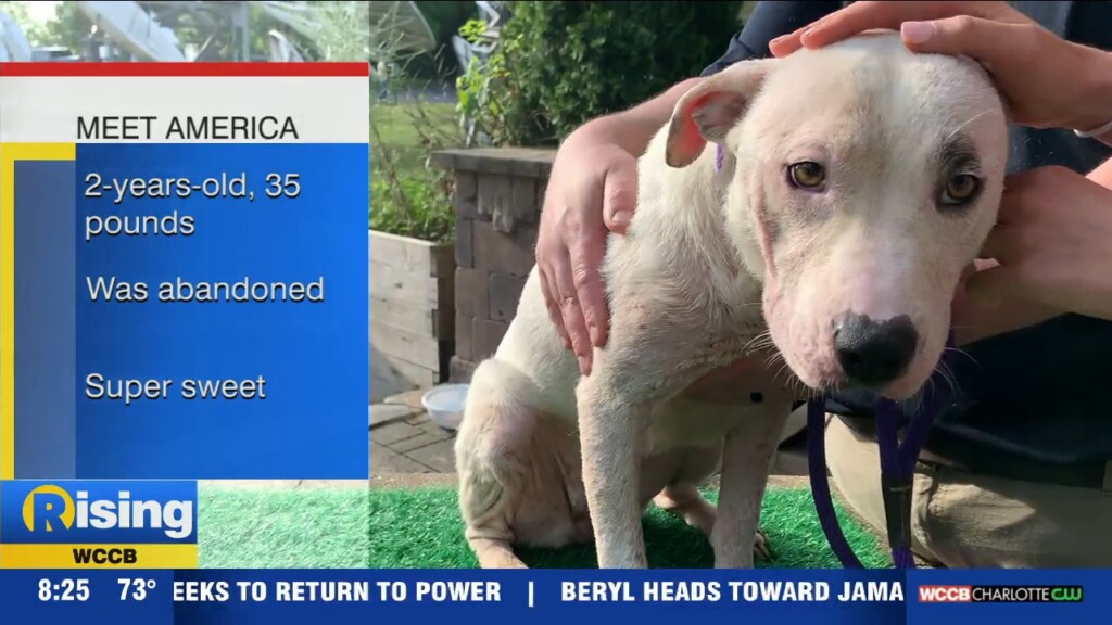 Pet Of The Week