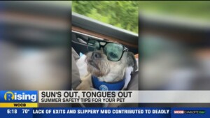 Pet Summer Safety Tips