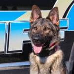 K9 Sammie