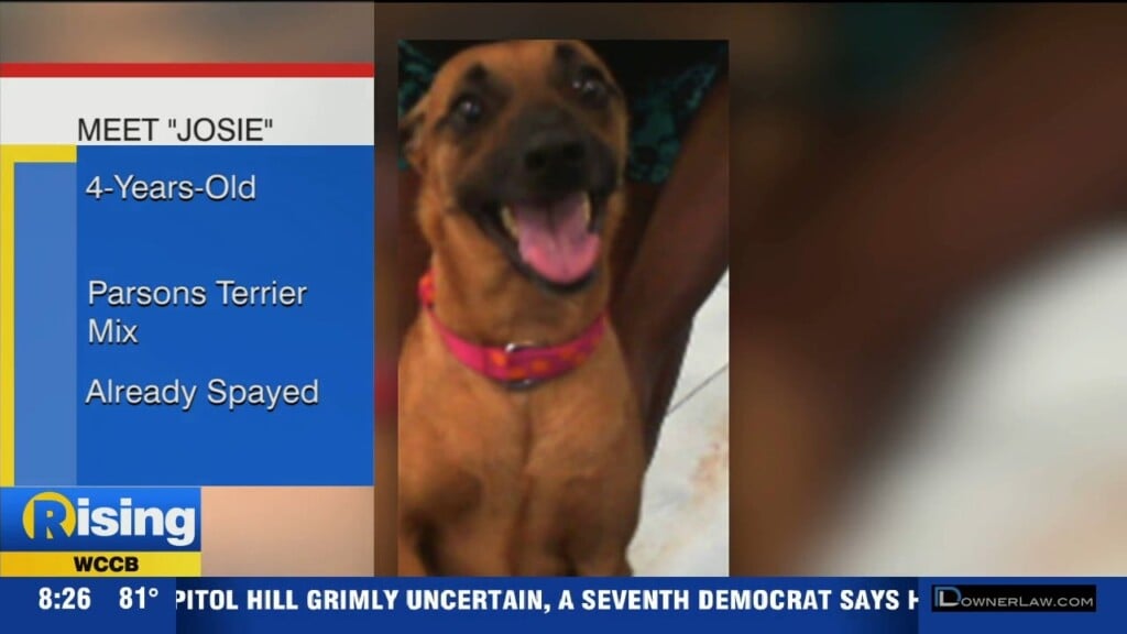Pet Of The Week