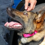 K9 Sammie 2