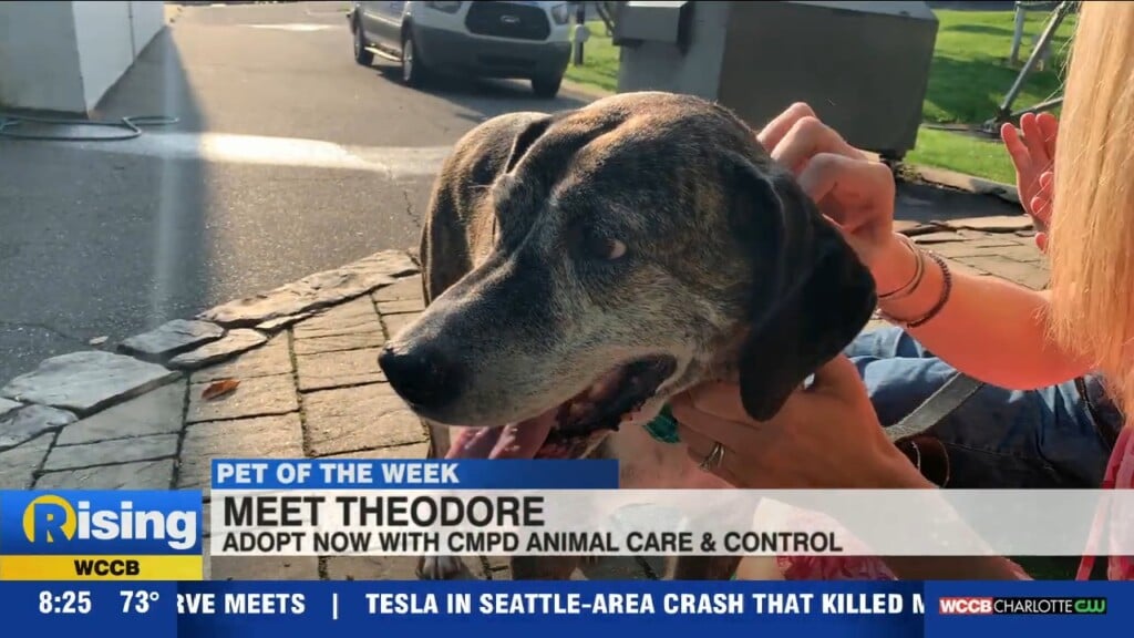 Pet Of The Week