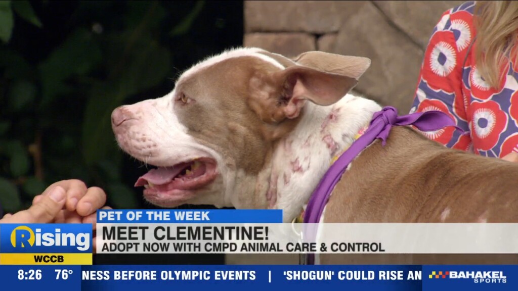 Pet Of The Week