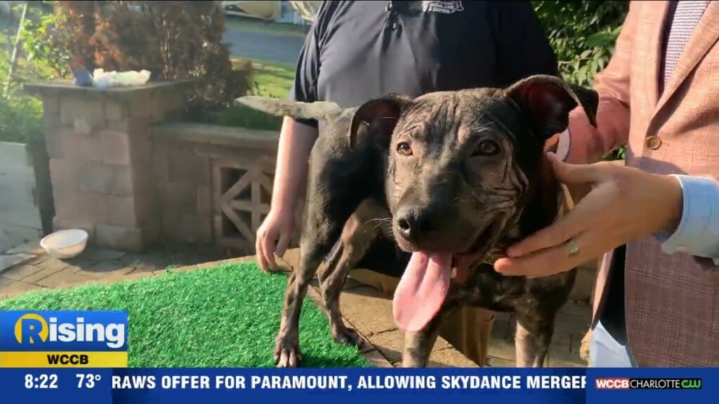 Pet Of The Week