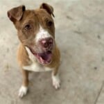 A1229979 Teddy