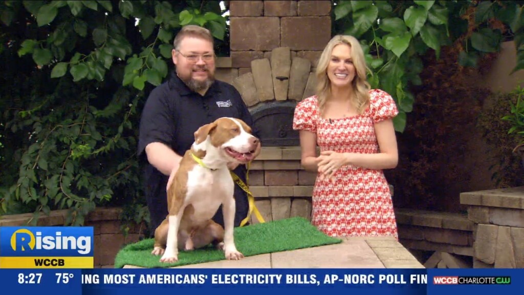 Pet Of The Week