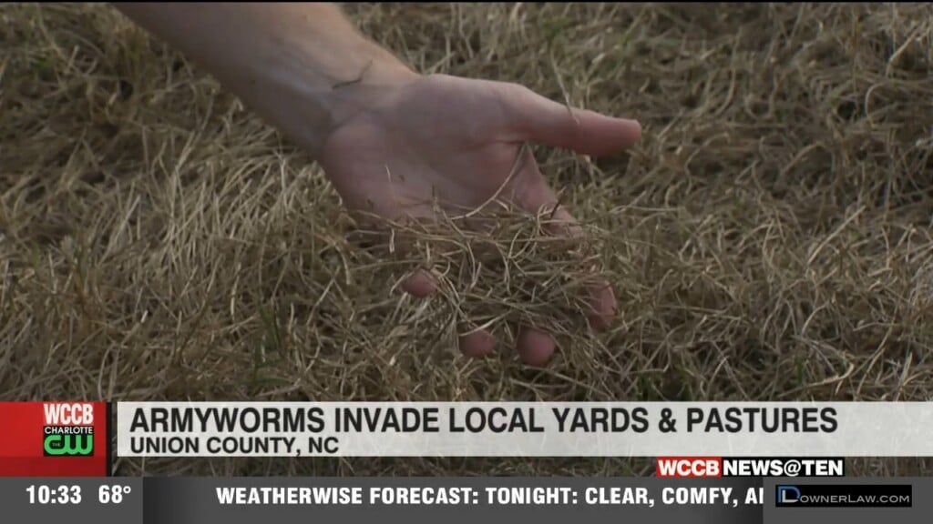 Pest Control Experts Warn To Act Fast Or Lose Your Grass As Armyworms Invade Area Lawns