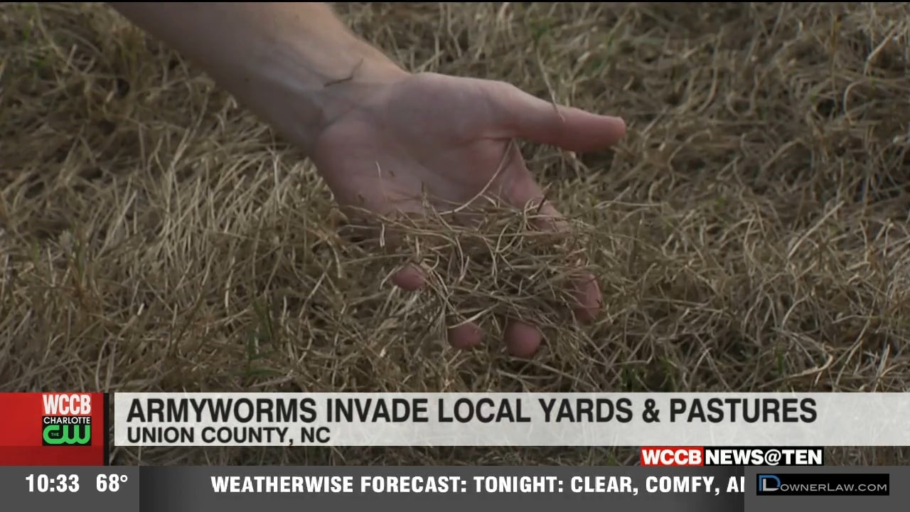 Pest Control Experts Warn To Act Fast Or Lose Your Grass As Armyworms Invade Area Lawns WCCB