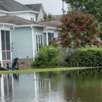 Gator In Pond In North Mount Pleasant Sc Credit Heather Miller 2