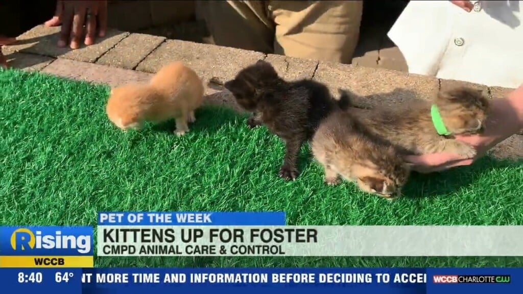 Pet Of The Week