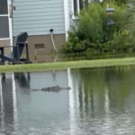 Gator In Pond In North Mount Pleasant Sc Credit Heather Miller