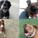 Aspca