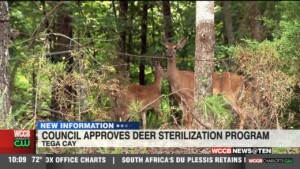 Tega Cay Council Approves Deer Sterilization Program