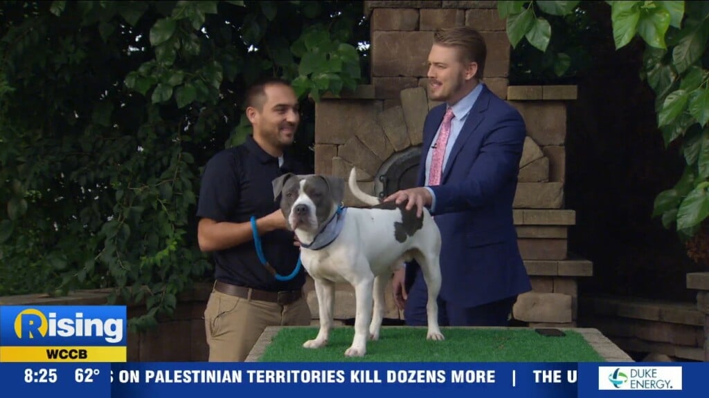 Pet Of The Week: Meet Lionel